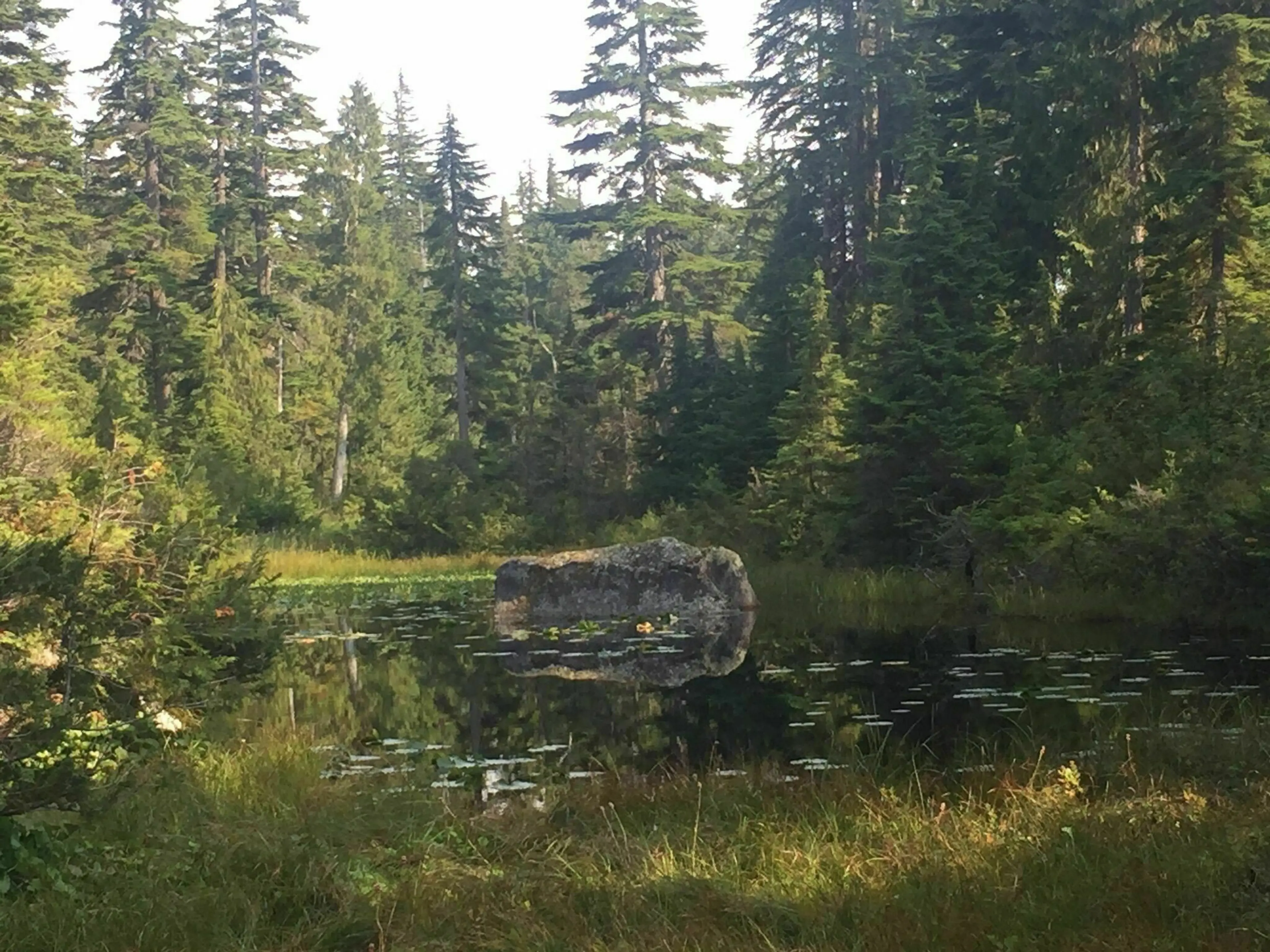 Marsh at Yew Lake in Cypress Provincial Park