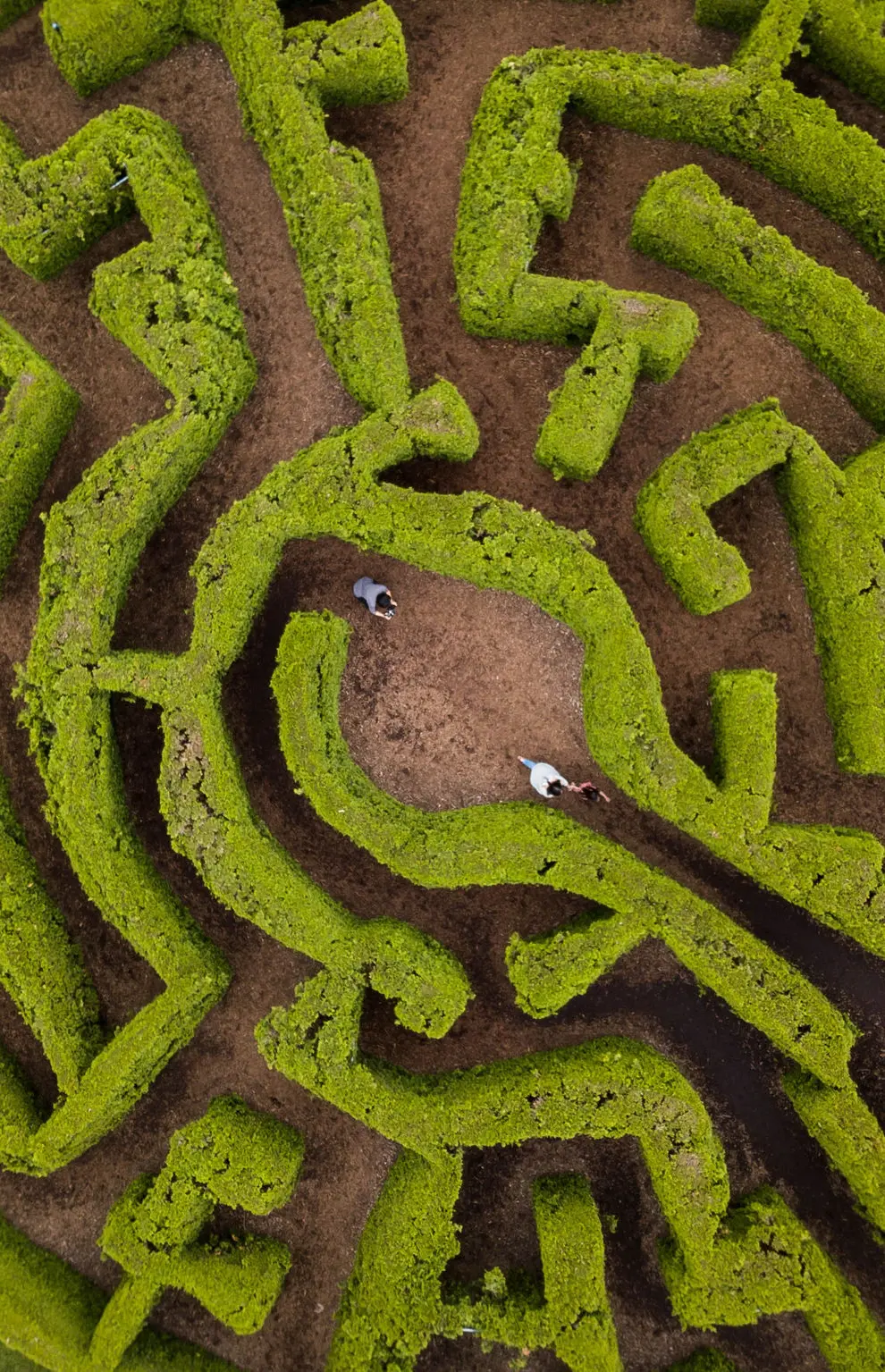 VanDusen Botanical Garden Hedge Maze