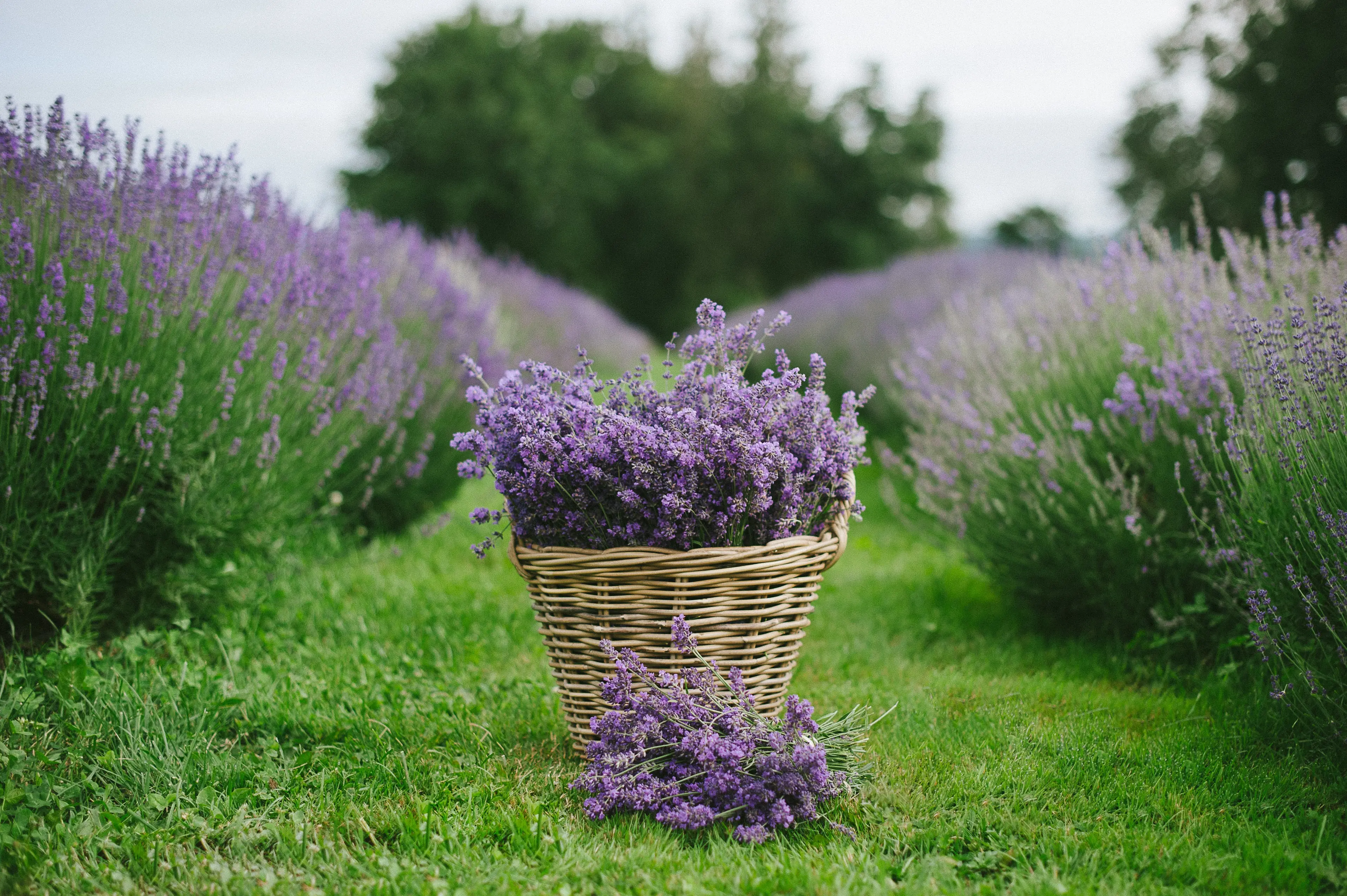 Basket filled with freshly picked lavender flowers on green grass between rows of lavender plants.