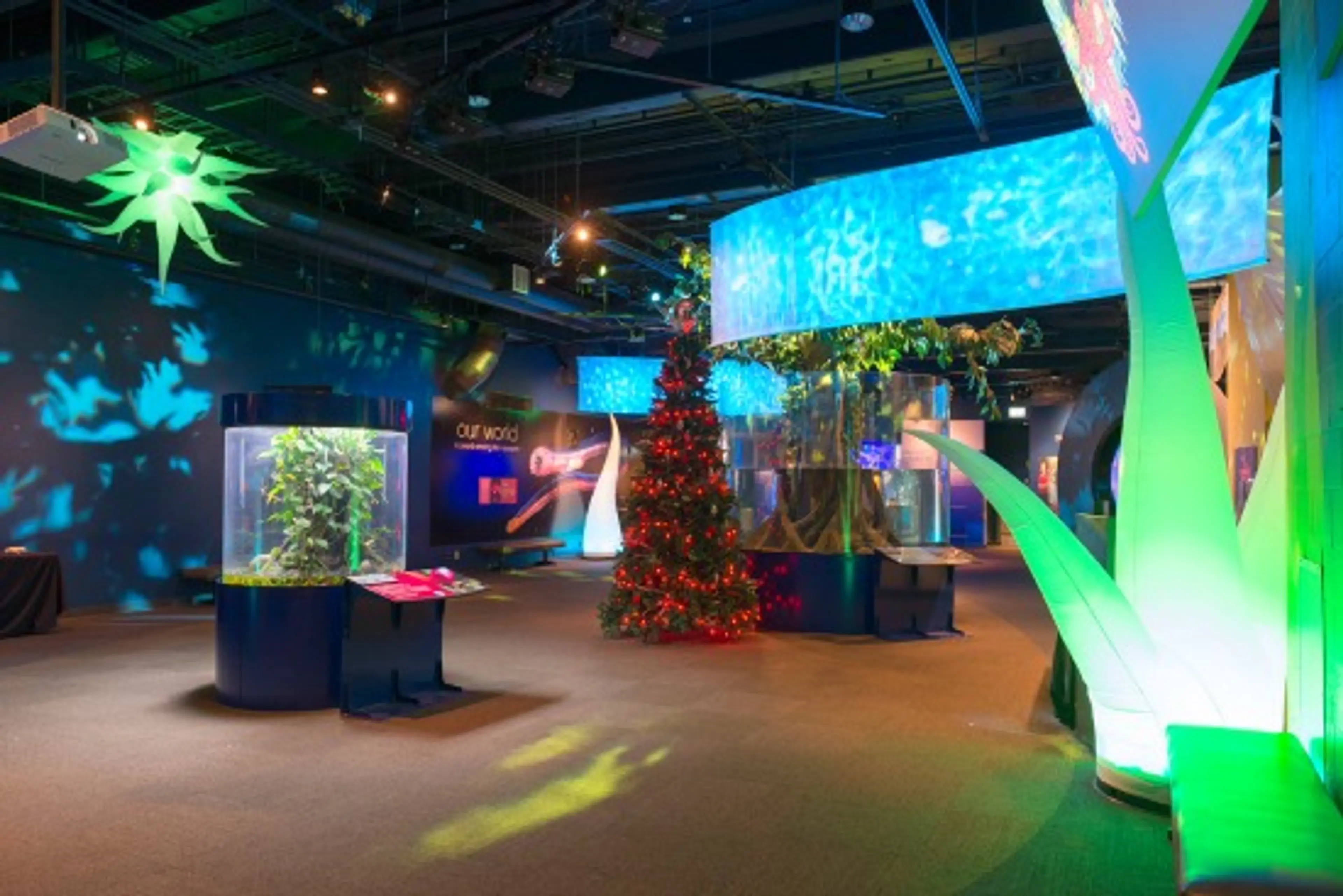 Eel-lectric Lights | Photo: Vancouver Aquarium