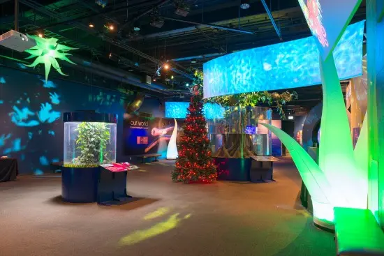 Eel-lectric Lights | Photo: Vancouver Aquarium