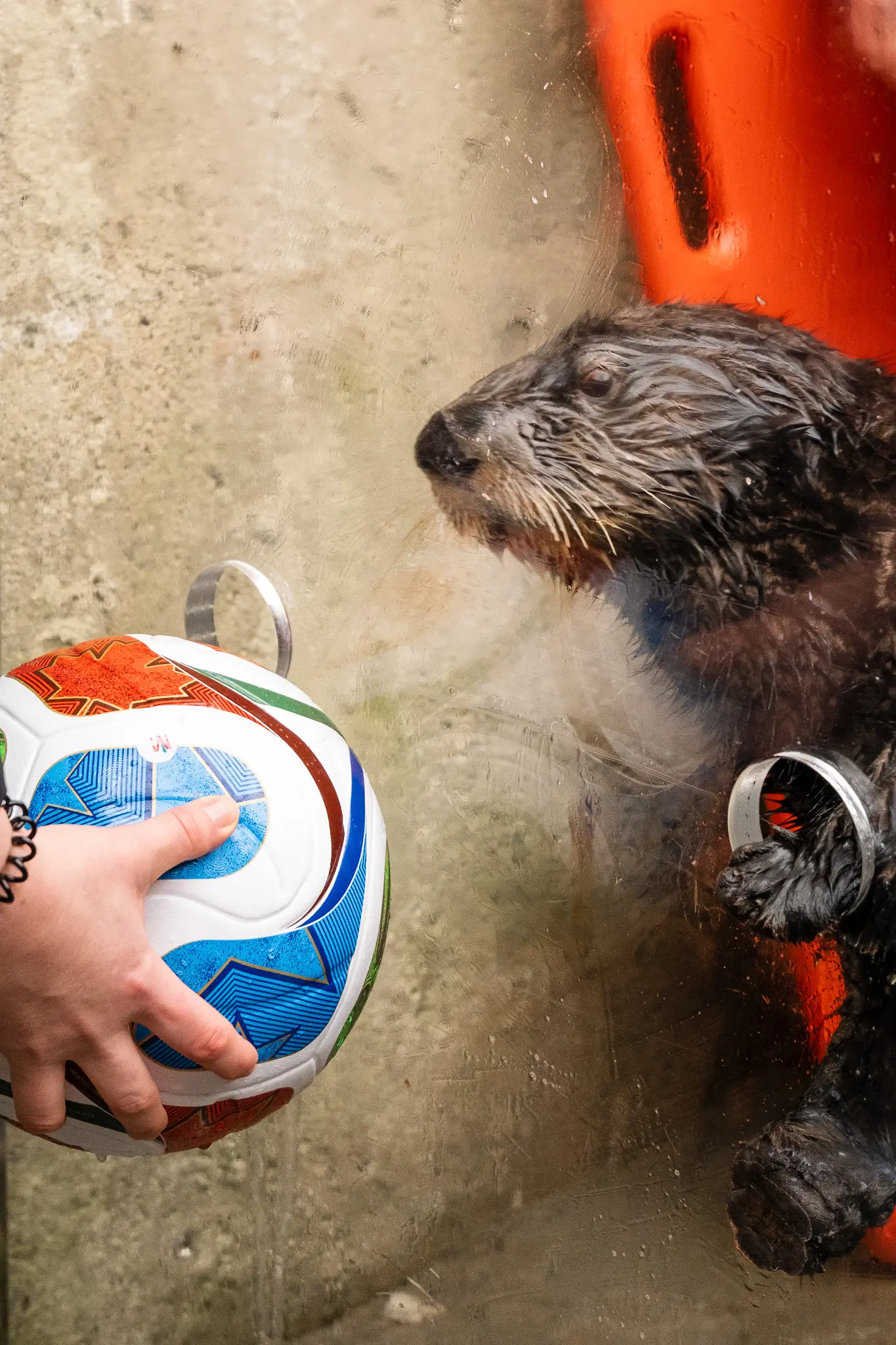 A wet otter behind glass reaching towards a colorful soccer ball held by a person.