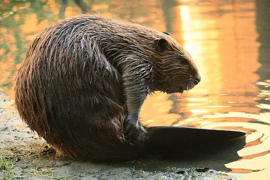 Urban Beavers Move into Vancouver’s Olympic Village