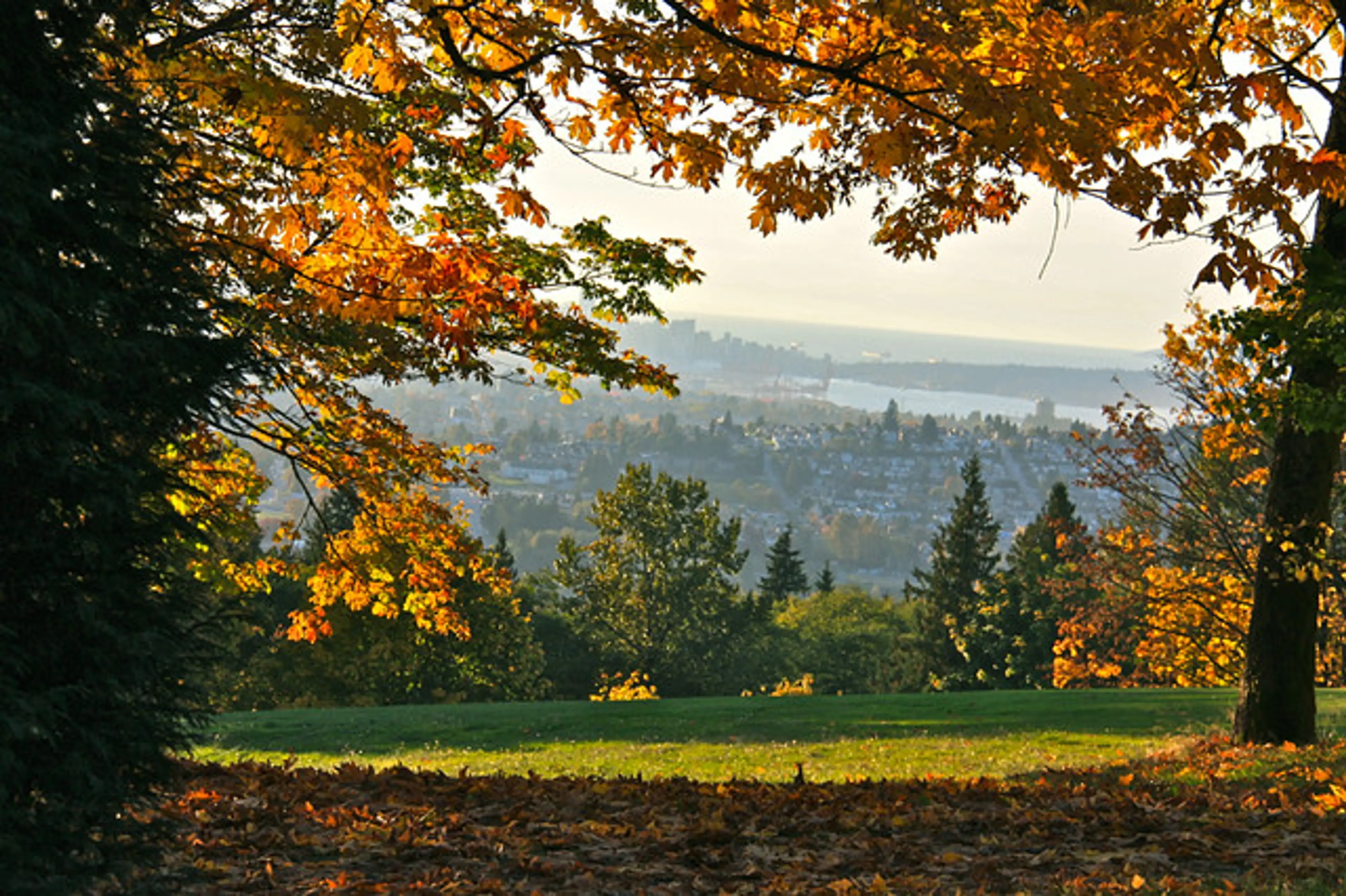 Fall colours at Burnaby Mountain near Vancouver