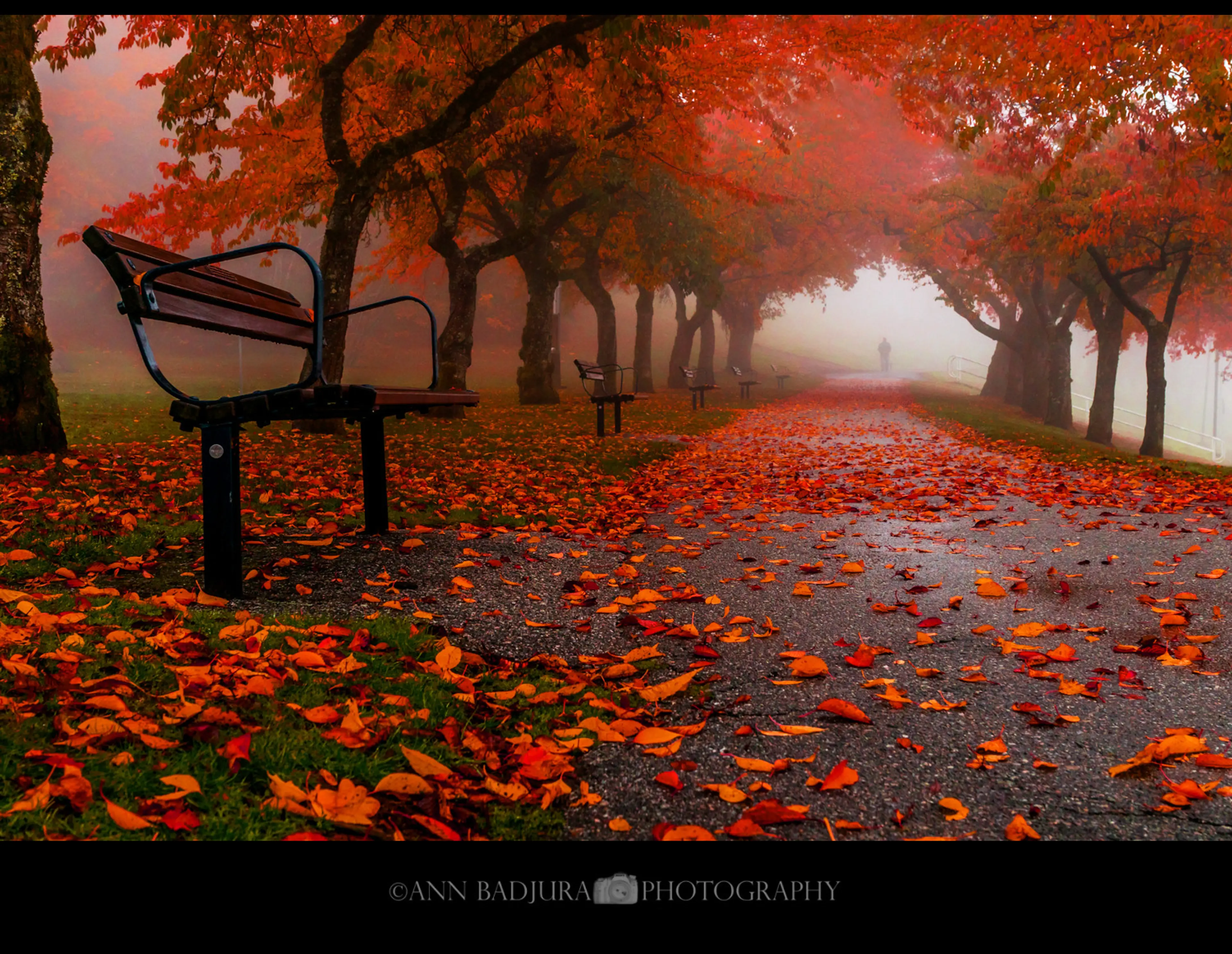 Fall colours at Burnaby Mountain