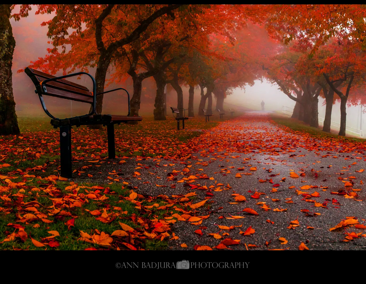 Fall colours at Burnaby Mountain
