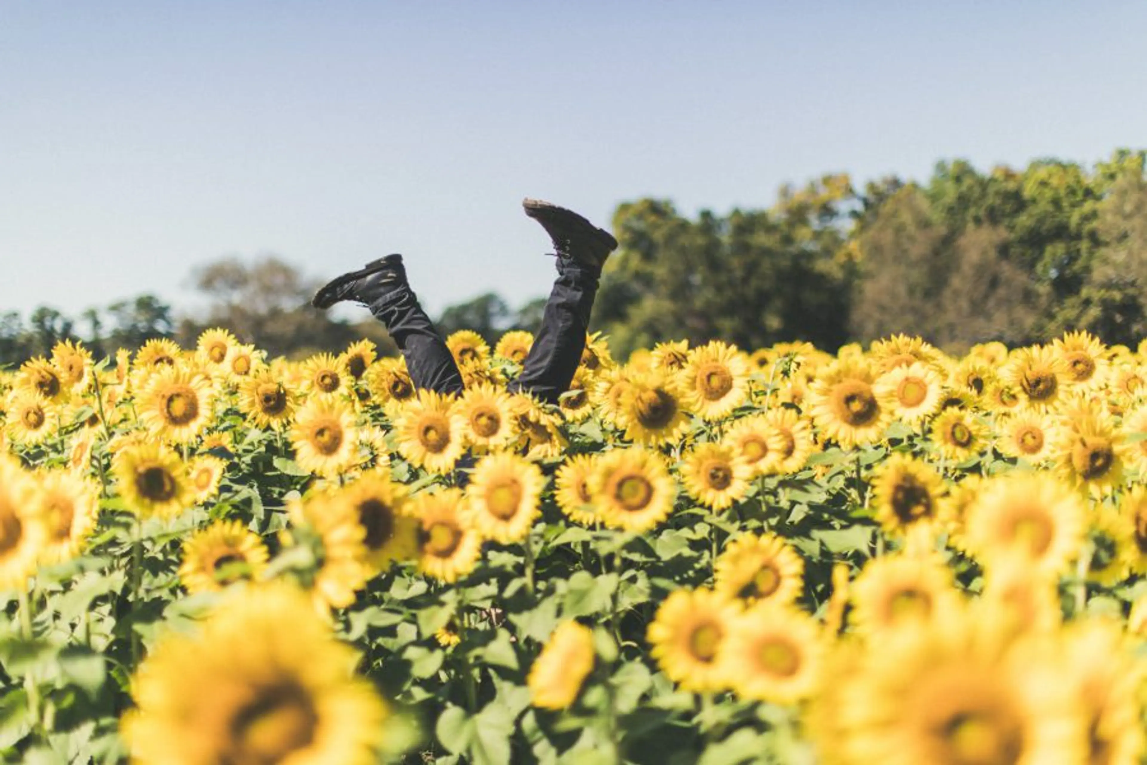 Brand New Chilliwack Sunflower Festival Opens to the Public Late August