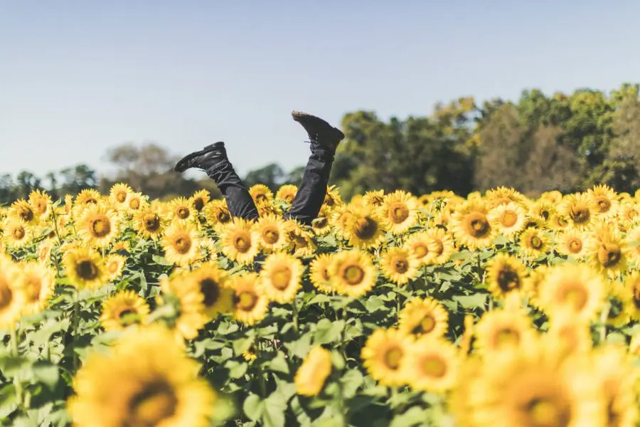 Brand New Chilliwack Sunflower Festival Opens to the Public Late August