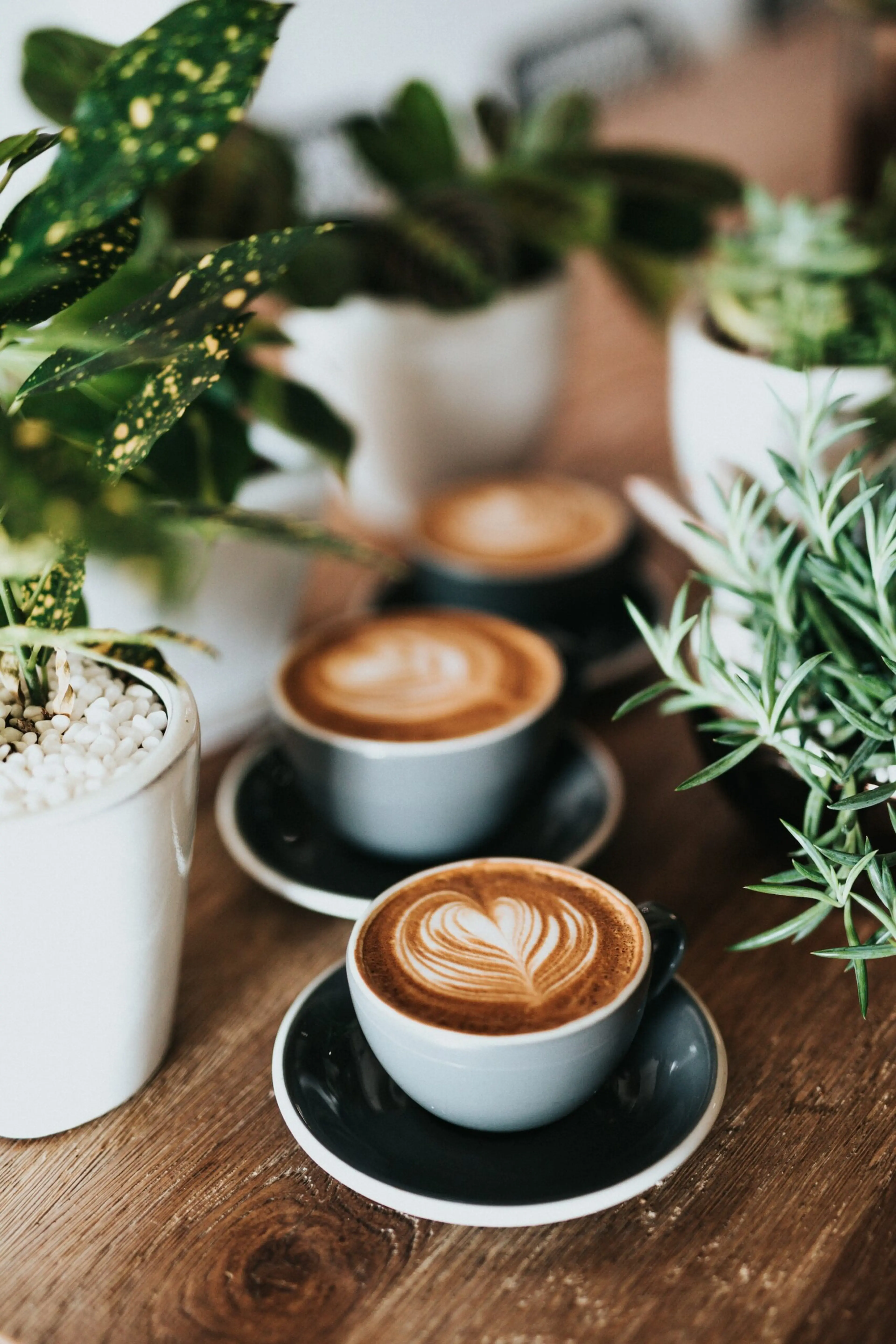 Three lattes next to potted plants