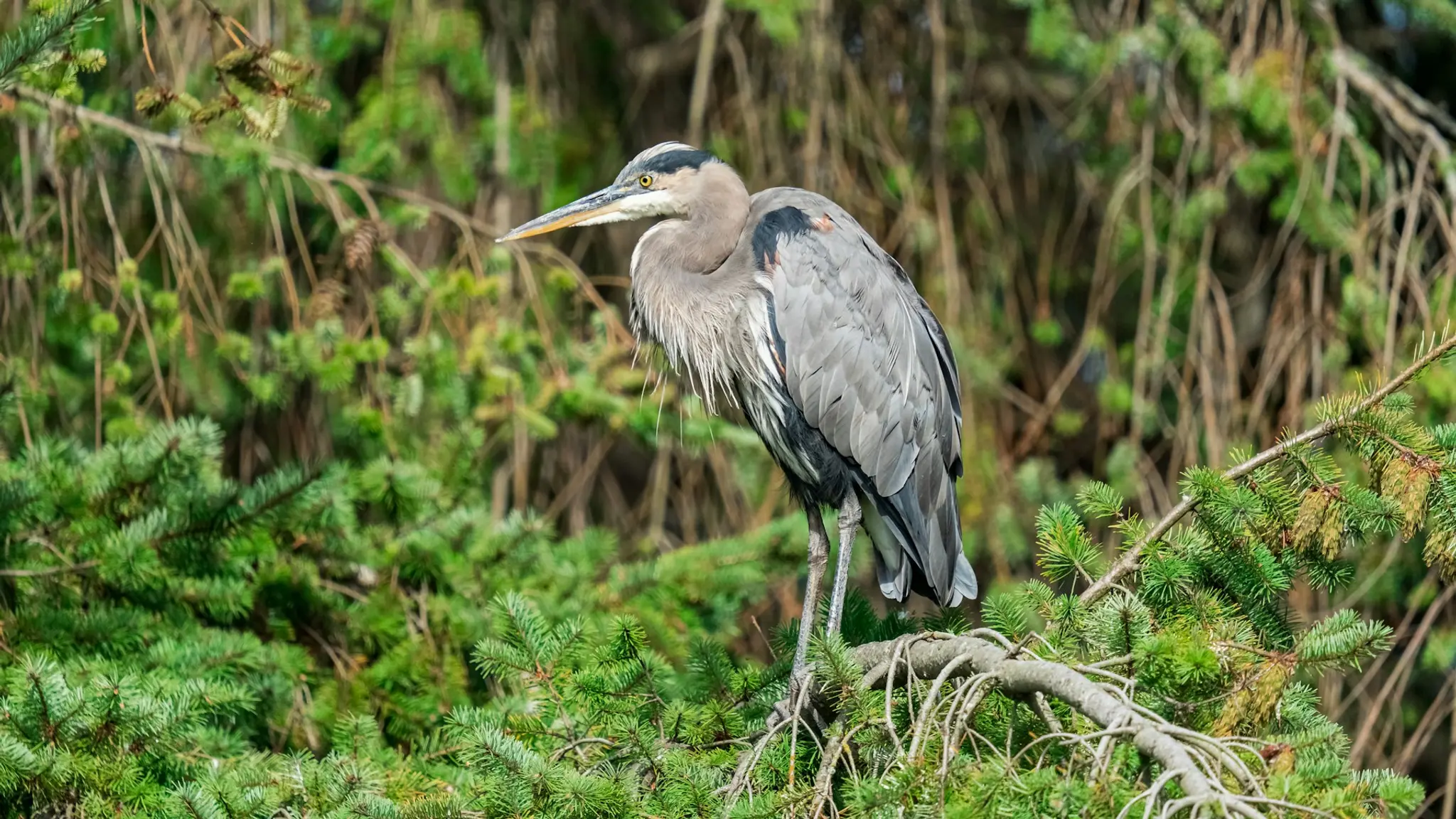 Great blue heron at Reifel Bird Sanctuary near Vancouver