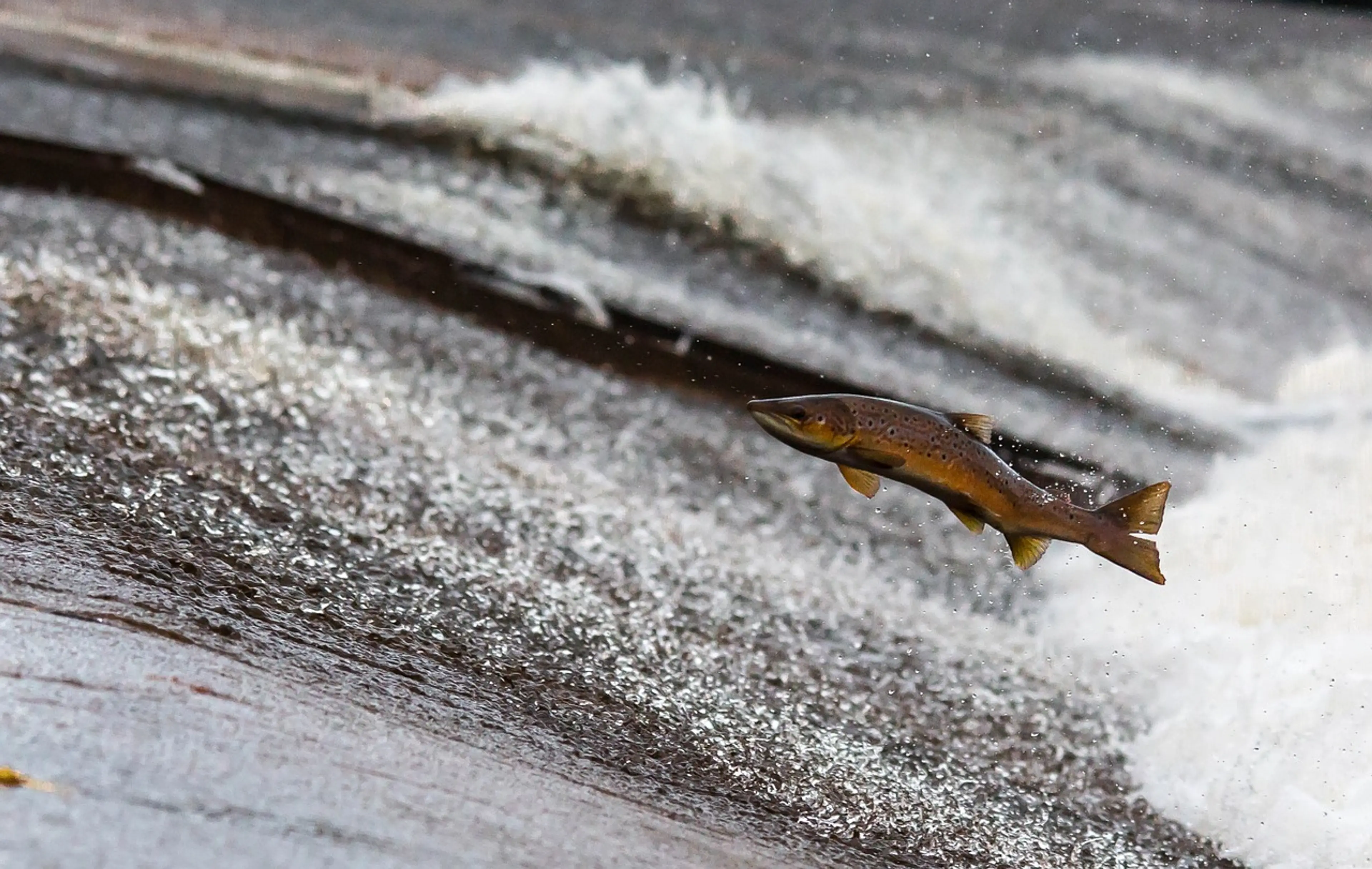 Salmon jumping upstream during a salmon run near Vancouver, BC
