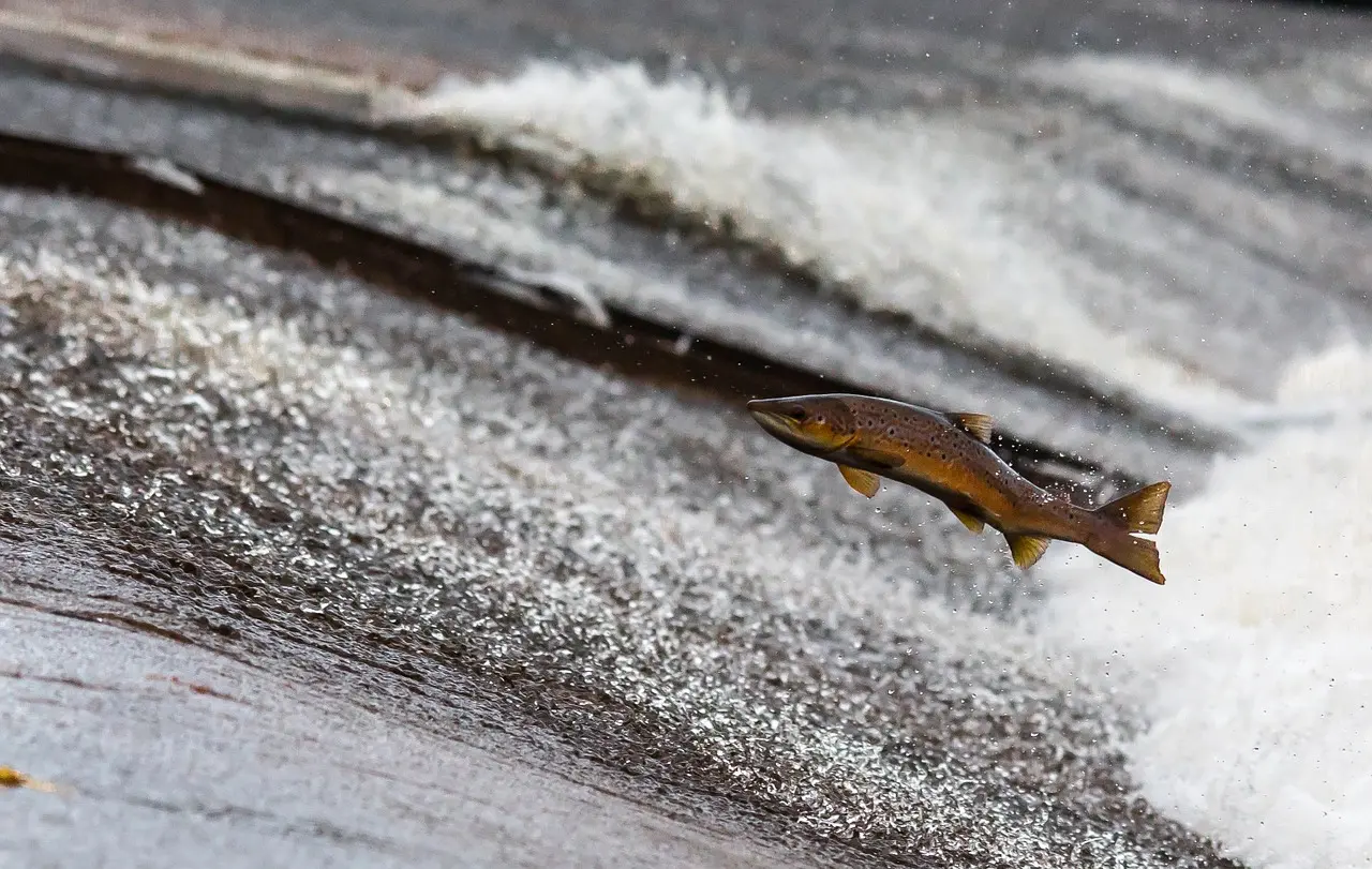 Salmon jumping upstream during a salmon run near Vancouver, BC