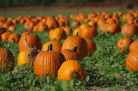 photo: Angela Clayton