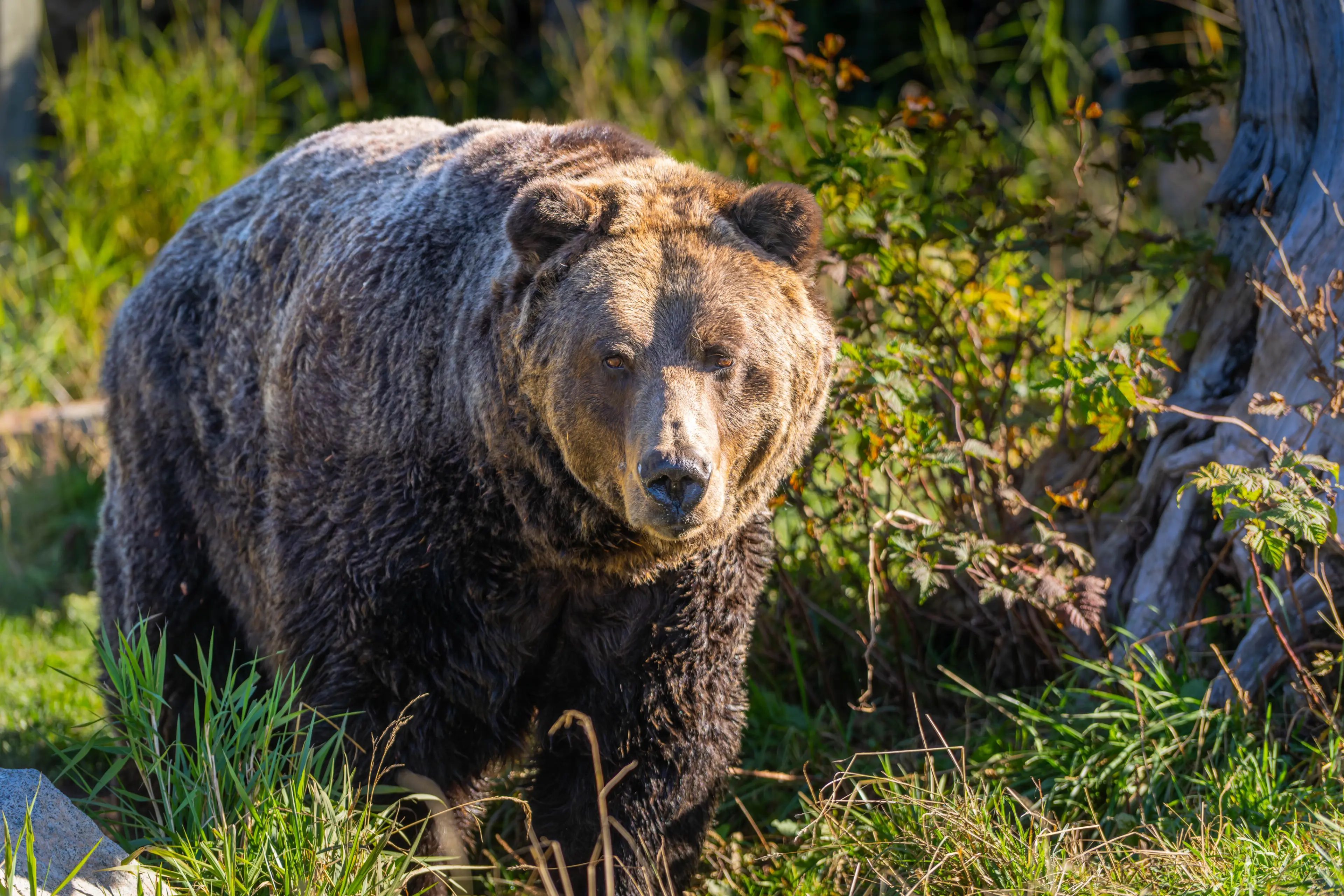 Large bear standing in grass near bushes and a tree stump in sunlight.