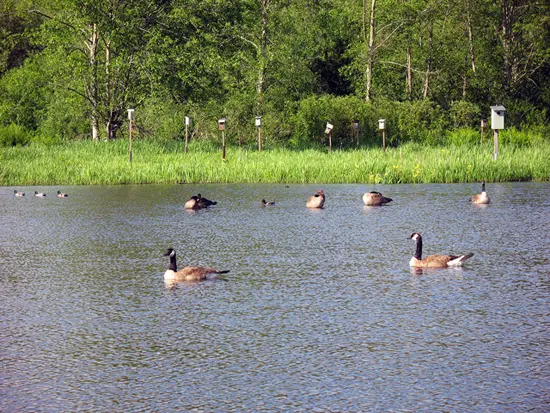 Photo Credit: Burnaby Lake