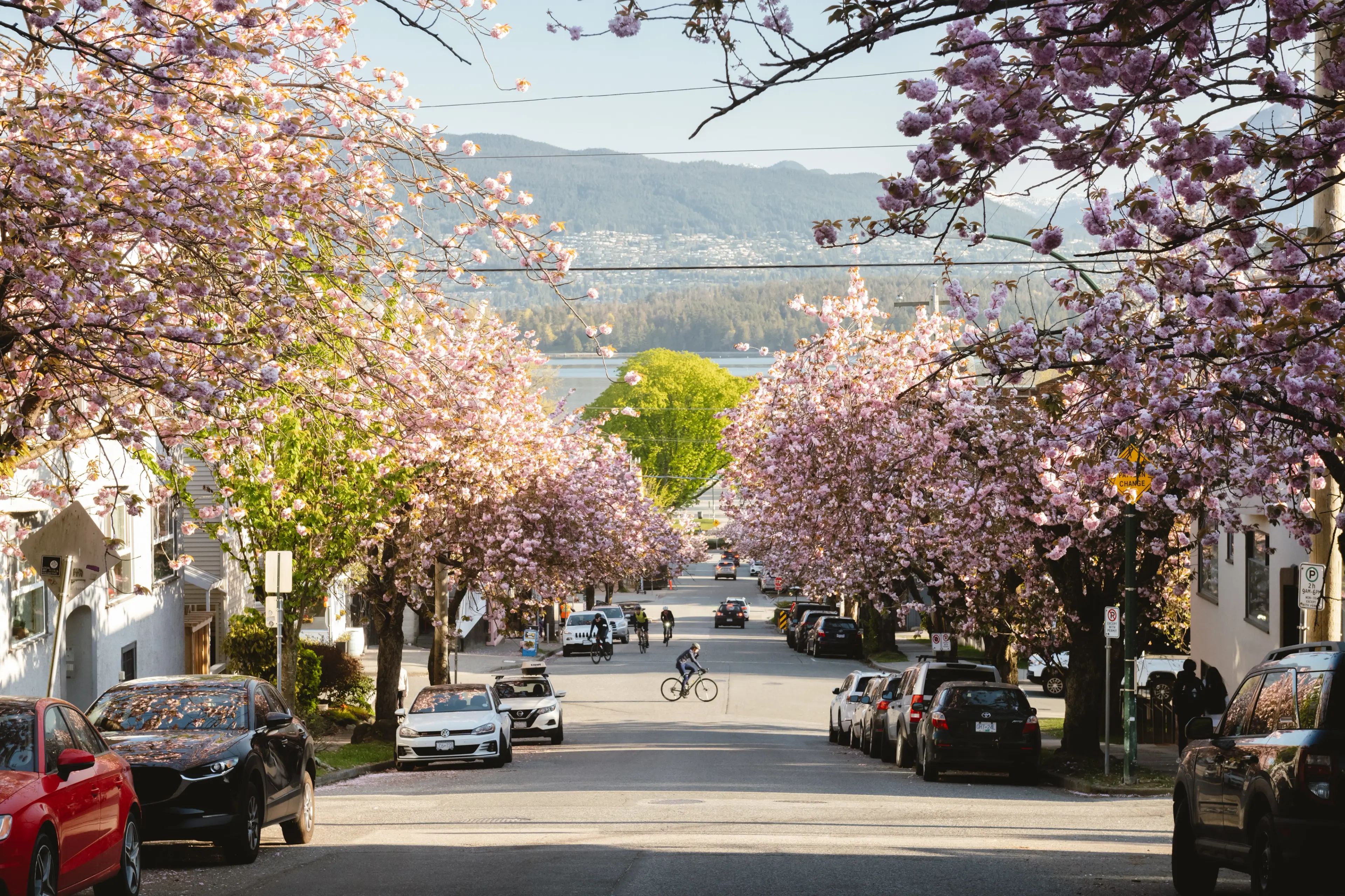 Cherry blossoms in Kitsilano